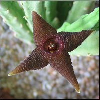 Stapelia longipedicellata 4 petales